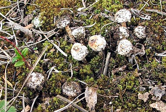 stopkovec zimný Tulostoma brumale Pers.