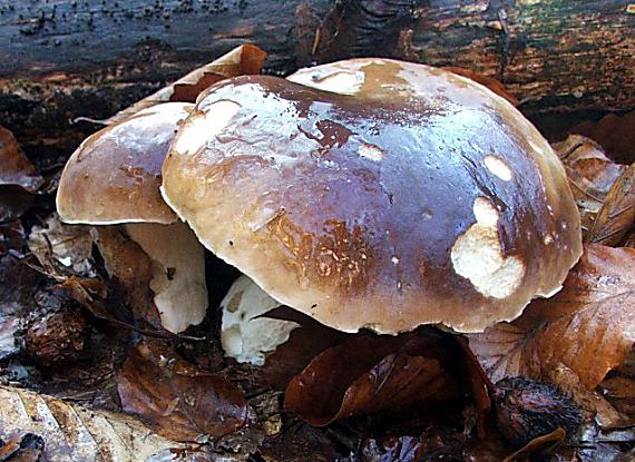 hríb smrekový Boletus edulis Bull.