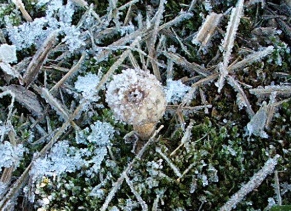 stopkovec zimný Tulostoma brumale Pers.