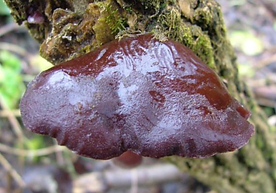 uchovec bazový Auricularia auricula-judae (Bull.) Quél.