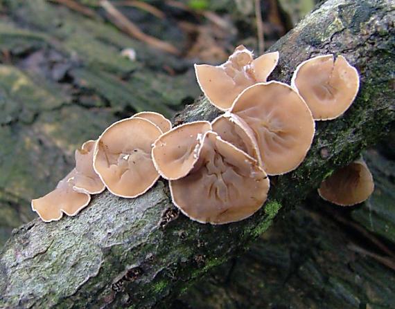 škľabka plstnatá Schizophyllum amplum (Lév.) Nakasone