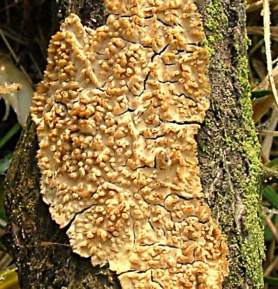 struháčik blanitý Radulomyces molaris (Chaillet ex Fr.) M.P. Christ.