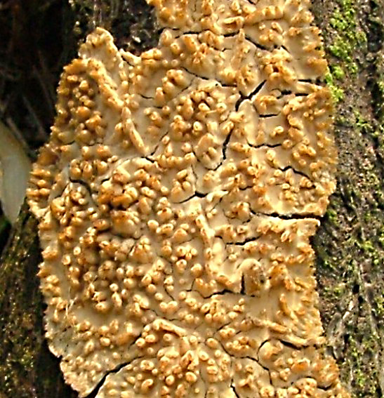 struháčik blanitý Radulomyces molaris (Chaillet ex Fr.) M.P. Christ.