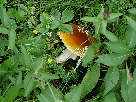 muchotrávka červená Amanita muscaria (L.) Lam.