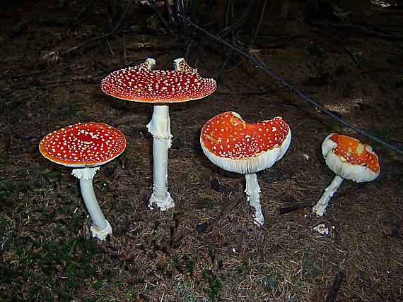 muchotrávka červená Amanita muscaria (L.) Lam.