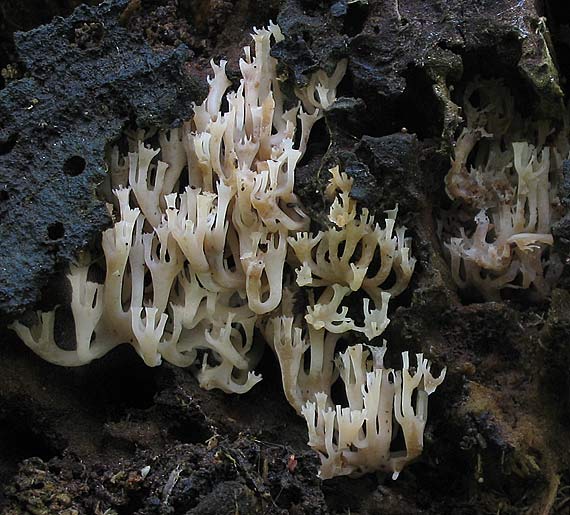 korunovec svietnikovitý Artomyces pyxidatus (Pers.) Jülich