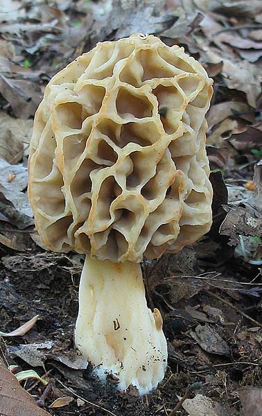 smrčok jedlý Morchella esculenta (L.) Pers.