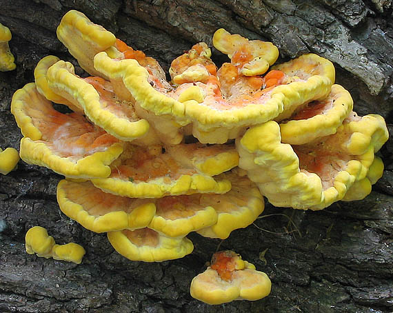 sírovec obyčajný Laetiporus sulphureus (Bull.) Murrill