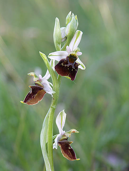 hmyzovník čmeľovitý Ophrys holoserica (Burm. F.) Greuter