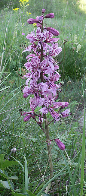 jasenec biely Dictamnus albus L.