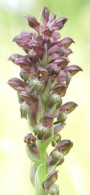 vstavač ploštičný Anacamptis coriophora (L.) R. M. Bateman, A. M. Pringeon & M. W. Chase