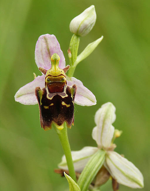 hmyzovník čmeľovitý x hmyzovník včelovitý Ophrys holocerica x Ophrys apifera