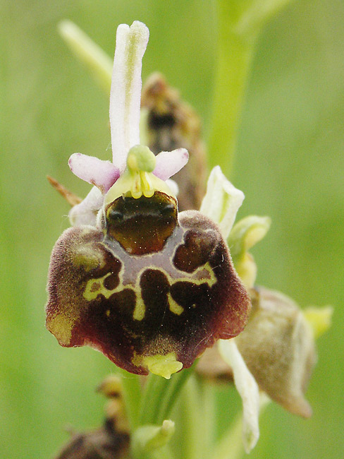 hmyzovník Ophrys sp.