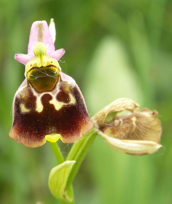 hmyzovník čmeľovitý Ophrys holoserica subsp. holoserica