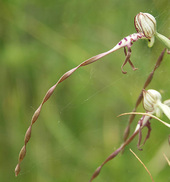 jazýčkovec kozí Himantoglossum hircinum (L.) Spreng.