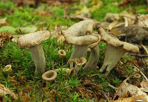 lievik trúbkovitý Craterellus cornucopioides (L.) Pers.