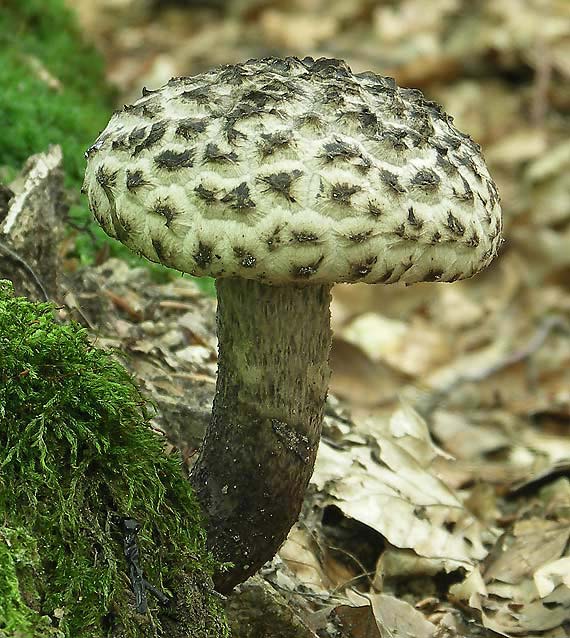 šiškovec šupinatý Strobilomyces strobilaceus (Scop.) Berk.