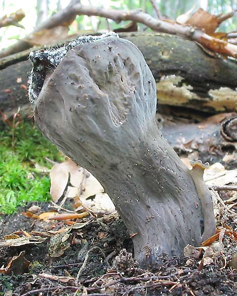 lievik trúbkovitý Craterellus cornucopioides (L.) Pers.