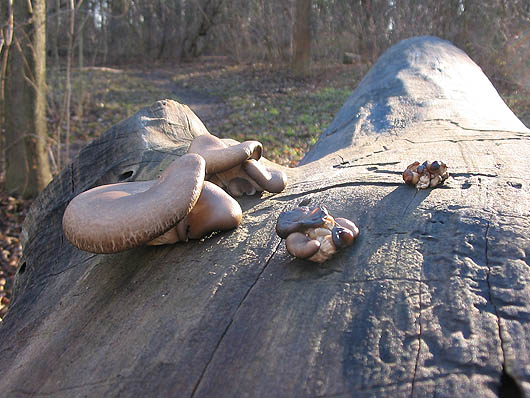 hliva ustricovitá Pleurotus ostreatus (Jacq.) P. Kumm.