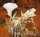 huby z podsvetia - mykoflóra starých baní
