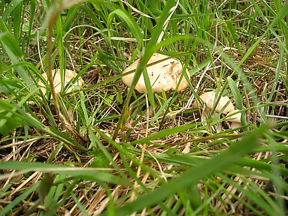 čírovnica májová Calocybe gambosa (Fr.) Donk