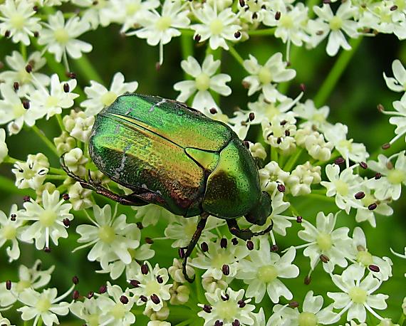 zlatoň obyčajný Cetonia aurata