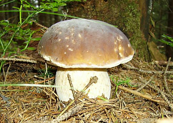 hríb smrekový Boletus edulis Bull.