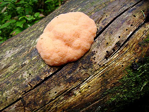 zlepníček jahodový Tubifera ferruginosa (Batsch) J.F. Gmel.