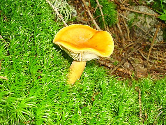 rýdzik Lactarius sp.