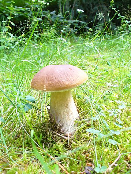 hríb Boletus sp.