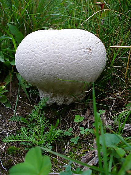 rozpadavec dlabaný Lycoperdon utriforme Bull.