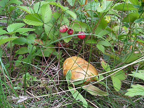 masliak kravský Suillus bovinus (Pers.) Roussel