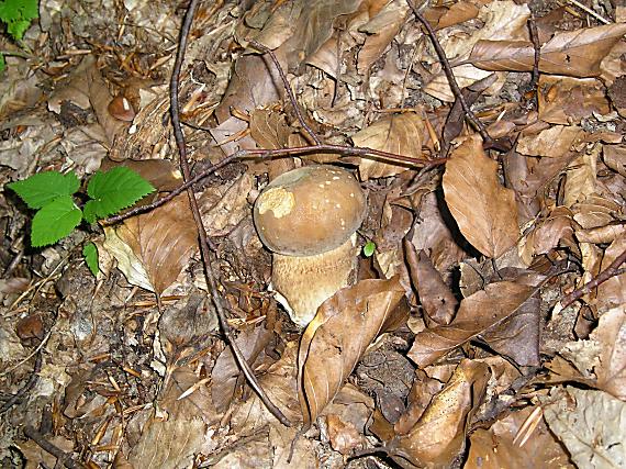 hríb dubový Boletus reticulatus Schaeff.