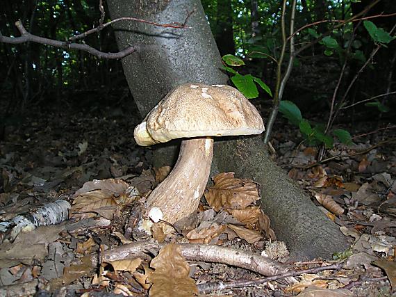 hríb dubový Boletus reticulatus Schaeff.