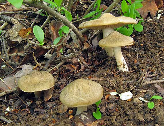 hodvábnica jarná Entoloma clypeatum (L.) P. Kumm.