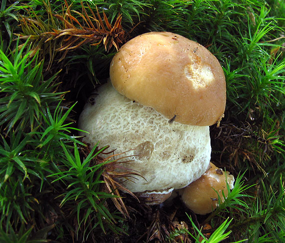 hríb smrekový Boletus edulis Bull.