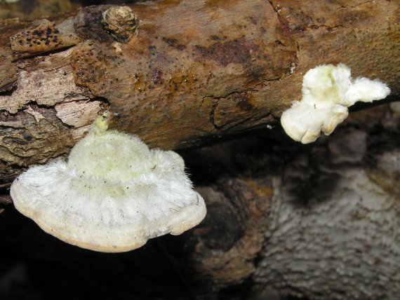 outkovka chlupata Trametes hirsuta (Wulfen) Lloyd