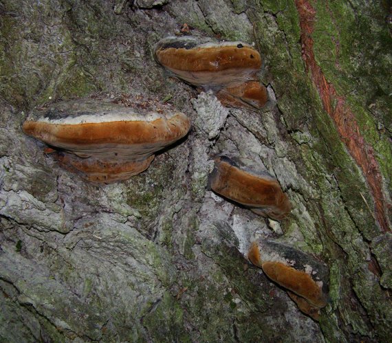 práchnovček pásikavý Fomitopsis pinicola (Sw.) P. Karst.