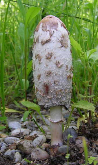 hnojník obyčajný Coprinus comatus (O.F. Müll.) Pers.