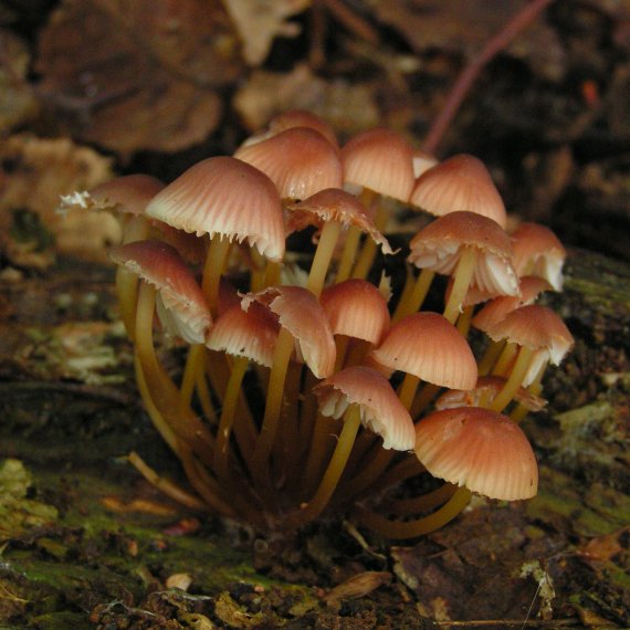 prilbička žltohlúbiková Mycena renati Quél.