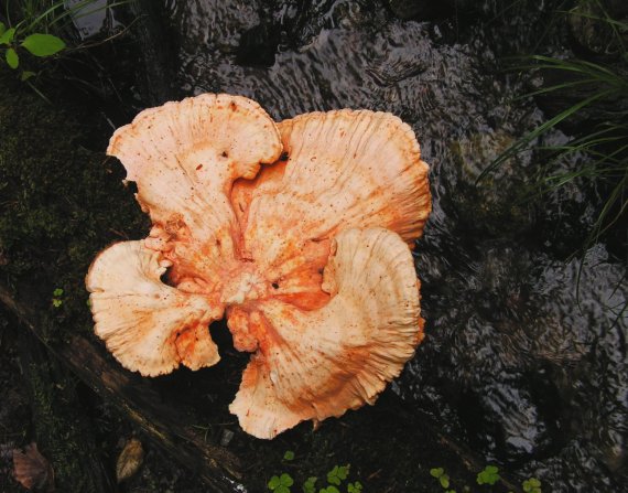 sírovec obyčajný Laetiporus sulphureus (Bull.) Murrill