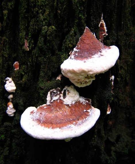 práchnovček pásikavý Fomitopsis pinicola (Sw.) P. Karst.