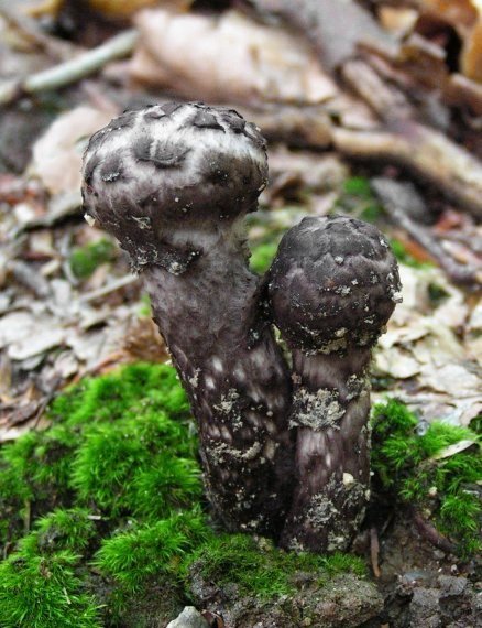 šiškovec šupinatý Strobilomyces strobilaceus (Scop.) Berk.