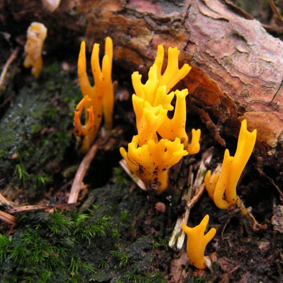 parôžkovec lepkavý Calocera viscosa (Pers.) Fr.