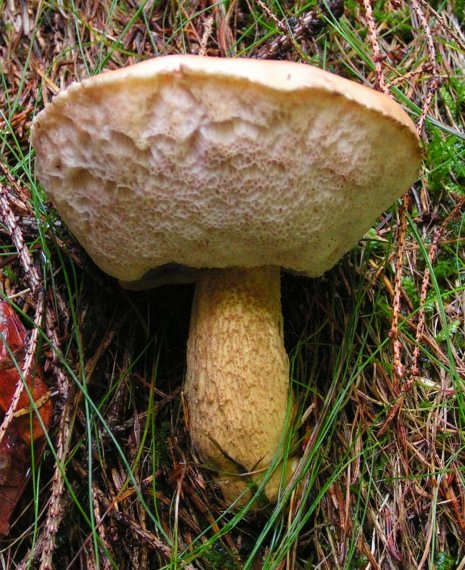 podhríb žlčový Tylopilus felleus (Bull.) P. Karst.