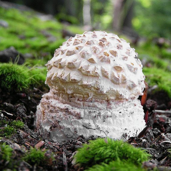 muchotrávka červená Amanita muscaria (L.) Lam.