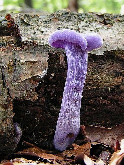 lakovka ametystová Laccaria amethystina (Huds.) Cooke