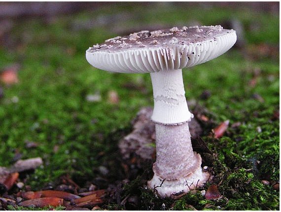 muchotrávka hrubá Amanita excelsa (Fr.) Bertill.