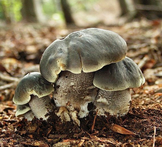 čírovka mydlová Tricholoma saponaceum (Fr.) P. Kumm.