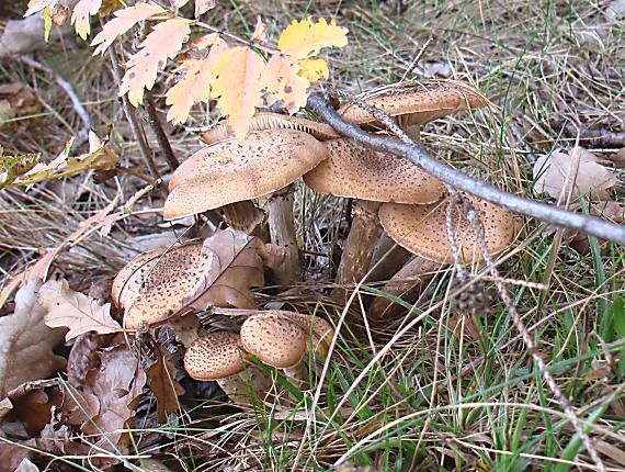 podpňovka obyčajná Armillariella mellea P. Karst.